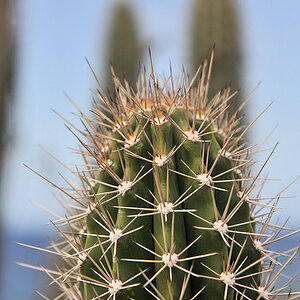 Kaktus
0228