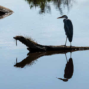 tansania serengeti vogel spiegelung