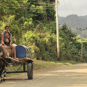 Ochsenkarren bei Baracoa
0619