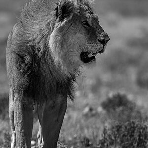 NF lion 1