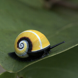 Schnecke  im Humboldt Nationalpark
9354a