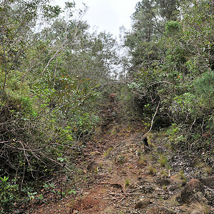 Weg im Humboldt Nationalpark
0649