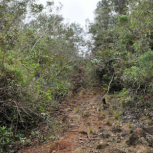 Weg im Humboldt Nationalpark
0649