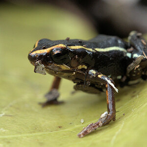 Der kleinste Frosch der Welt
mit einer Länge von ca. 8 mm
9450a