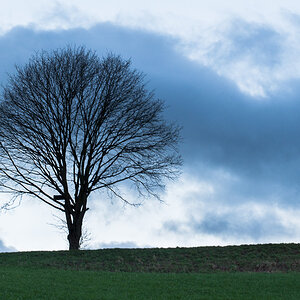 baum