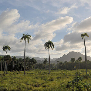 Palmen bei Baracoa
0716