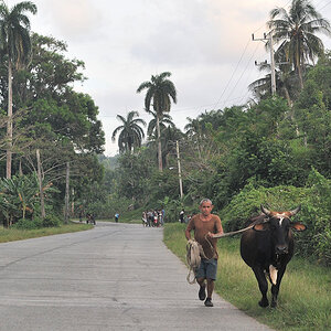Kuhtreiber bei Baracoa
0740