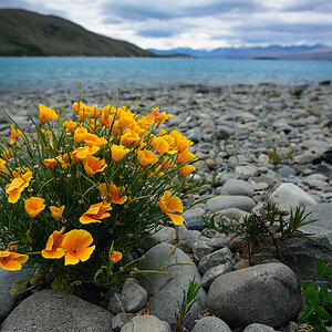 Tekapo Blumen See klein