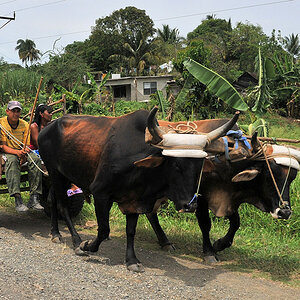 Ochsenkarren bei Baracoa
0828