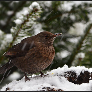DSC 0425 Amsel