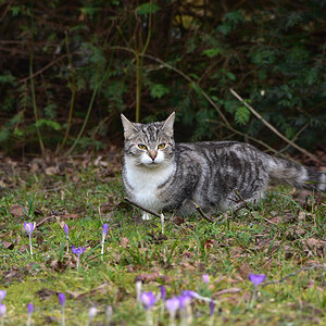 DSC 0181 Katze