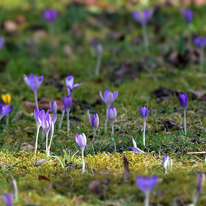 DSC 0161 Krokus