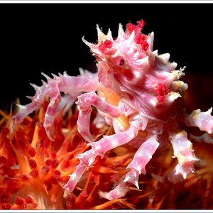 Korallenkrebs NF