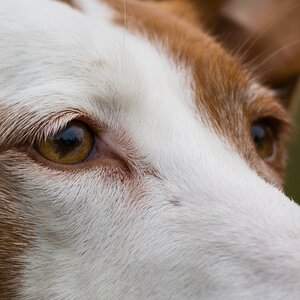 Ponys eyes