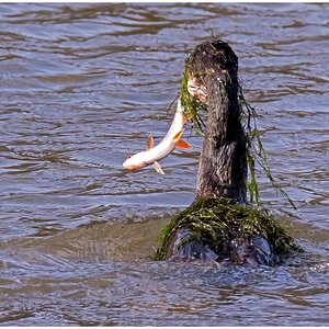 D71 2826 Kormoran mit vollem Einsatz I 2 2016