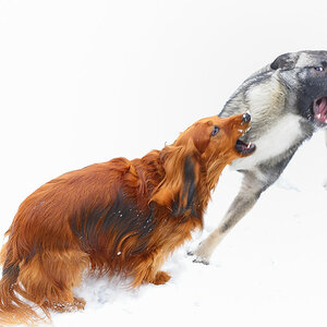 DSC24246 Hunde 1001