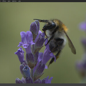 Pixeluvo Camera Raw