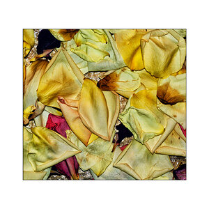 RoseDSC 6593