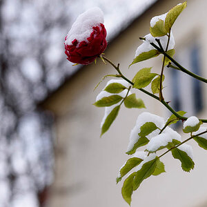 Der Winter der ein Frühling war