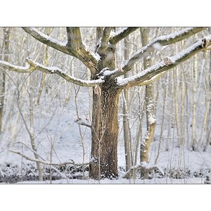 Compressed Winterlandschaft Baum