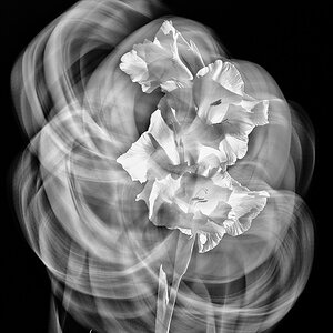 Blume 2