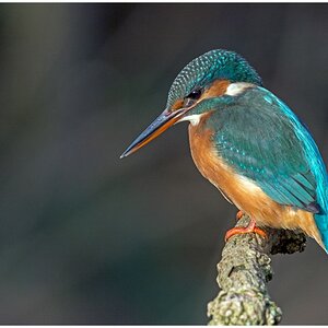 D71 2271 Eisi schaut nach Beute