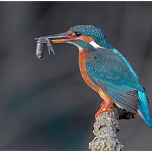 D71 2259 Eisi mit Fisch 12 2015