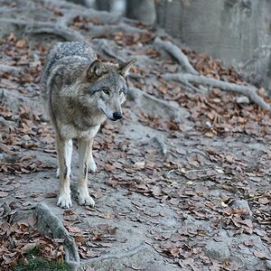 Wolf 112015