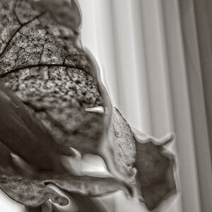 blatt