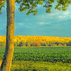 HAMA Fotowettbewerb Gold - Herbst Gold -