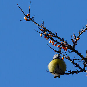 Tennisball?