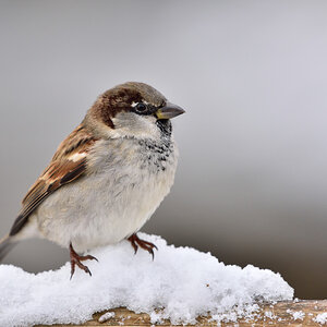 Spatz 012016 2
