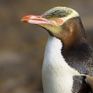 yellow eyed penguin 01 klein