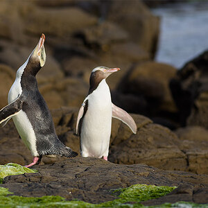 yellow eyed penguin 02 klein