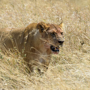 tansania serengeti loewe 12