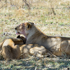 tansania serengeti loewe 13