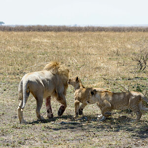 tansania serengeti loewe 14