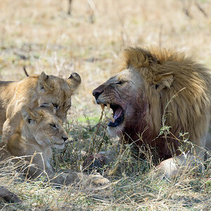 tansania serengeti loewe 15