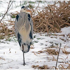 D75 1401 Einbein Reiher 1 2016