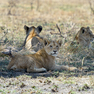 tansania serengeti loewe 16