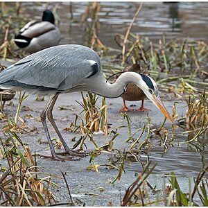 D75 1435 Hier muss der Fisch kommen 1 2016