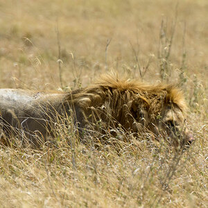 tansania serengeti loewe 17
