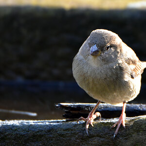 DSC 0154 Spatz