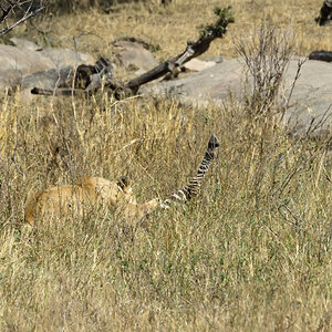 tansania serengeti mit beute