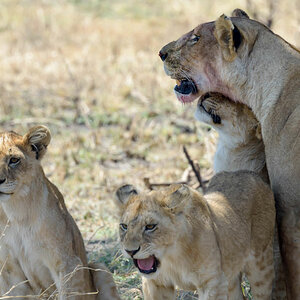 tansania serengeti loewenfamilie 1