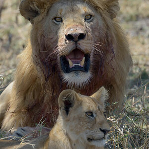 tansania serengeti loewenfamilie 2