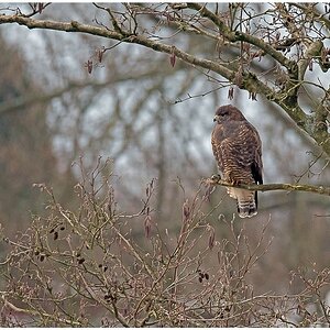 D75 1371 Bussard aufgeplustert 1 2016