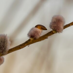 Weidenkätzchen ;-) vom 06.02.2016
a DSC 3048 11 xxs Weidenkätzchen