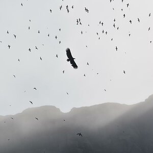 Vögel im Naturschutzgebiet in der Nähe vom Nordkapp