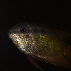 Mesonauta cf. festivus Blue Face